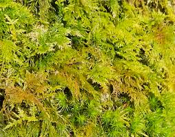 Attēlu rezultāti vaicājumam “Sphagnum”