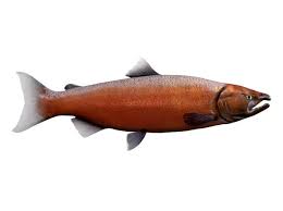 Image result for Oncorhynchus tshawytscha