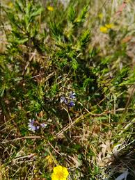 Attēlu rezultāti vaicājumam “Polygala vulgaris”