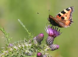 Image result for Small Tortoiseshell