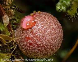 Attēlu rezultāti vaicājumam “Lycogala sp.”