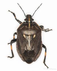 Attēlu rezultāti vaicājumam “Jalla dumosa”