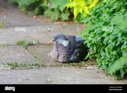 Attēlu rezultāti vaicājumam “Columba palumbus adult”