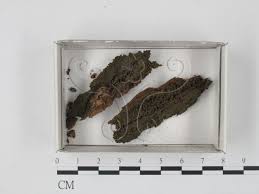 Attēlu rezultāti vaicājumam “Cribraria intricata”