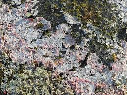 Attēlu rezultāti vaicājumam “Athelia arachnoidea”