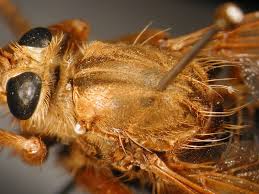 Attēlu rezultāti vaicājumam “Asilus crabroniformis”