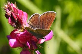 Attēlu rezultāti vaicājumam “Eumedonia eumedon underside”