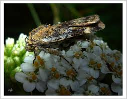 Attēlu rezultāti vaicājumam “Cryptocala chardinyi”