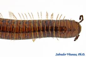 Attēlu rezultāti vaicājumam “Diplopoda”