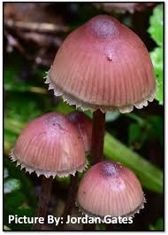 Attēlu rezultāti vaicājumam “Mycena haematopus”