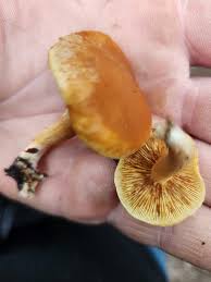 Attēlu rezultāti vaicājumam “Gymnopilus sapineus”