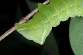 Attēlu rezultāti vaicājumam “Amphipyra perflua”