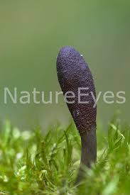 Attēlu rezultāti vaicājumam “Cordyceps ophioglossoides”