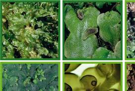 Attēlu rezultāti vaicājumam “Ptilidium pulcherrimum sporophyte”