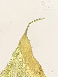 Attēlu rezultāti vaicājumam “Bryum pallescens sporophyte”