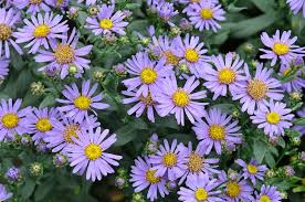 Image result for Aster amellus