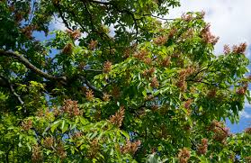 Attēlu rezultāti vaicājumam “Aesculus x hybrida”