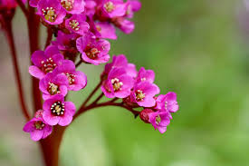 Image result for Bergenie