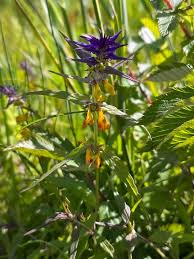 Attēlu rezultāti vaicājumam “Melampyrum nemorosum”