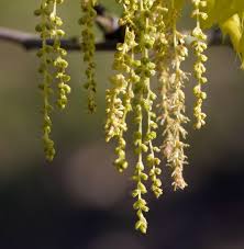 Attēlu rezultāti vaicājumam “Quercus rubra flower”