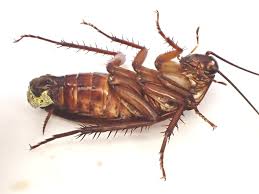 Image result for ゴキブリ報告所