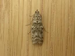 Attēlu rezultāti vaicājumam “Dioryctria abietella”