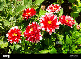 Image result for Dahlia x pinnata `Redskin`