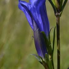Attēlu rezultāti vaicājumam “Gentiana pneumonanthe flower”