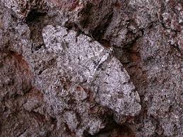 Attēlu rezultāti vaicājumam “Aethalura punctulata”