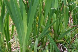 Attēlu rezultāti vaicājumam “Iris pseudacorus leaf”