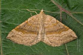 Attēlu rezultāti vaicājumam “Scotopteryx chenopodiata”