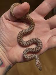 Attēlu rezultāti vaicājumam “Stemonitopsis gracilis young”