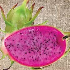 Attēlu rezultāti vaicājumam “Rosa subcanina fruit”