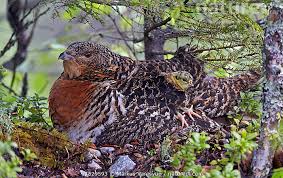 Attēlu rezultāti vaicājumam “Tetrao urogallus female”