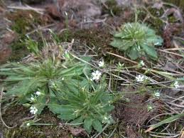 Attēlu rezultāti vaicājumam “Androsace septentrionalis”