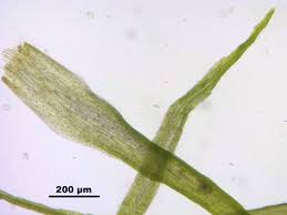 Attēlu rezultāti vaicājumam “Dicranella cerviculata”