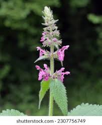 Attēlu rezultāti vaicājumam “Stachys sylvatica”