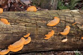 Attēlu rezultāti vaicājumam “Phyllotopsis nidulans”