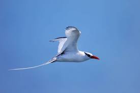 Image result for Phaethon aethereus