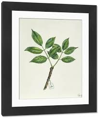 Attēlu rezultāti vaicājumam “Adoxaceae”