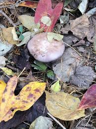 Attēlu rezultāti vaicājumam “Lepista nuda”