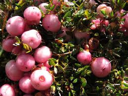 Attēlu rezultāti vaicājumam “Gaultheria cuneata”