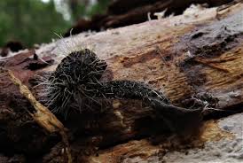 Attēlu rezultāti vaicājumam “Tilachlidium brachiatum”