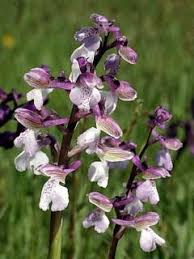 Attēlu rezultāti vaicājumam “Orchis morio”