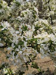 Attēlu rezultāti vaicājumam “Malus prunifolia”