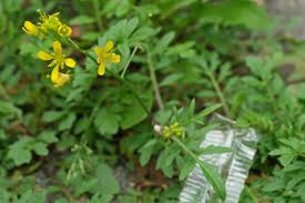 Attēlu rezultāti vaicājumam “Rorippa sylvestris leaf”