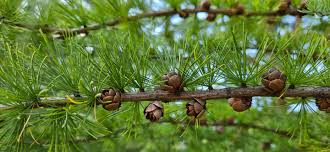 Attēlu rezultāti vaicājumam “Larix”