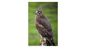 Image result for Belper Harriers