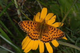 Attēlu rezultāti vaicājumam “Boloria titania underside”