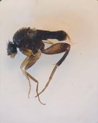 Attēlu rezultāti vaicājumam “Phoridae”